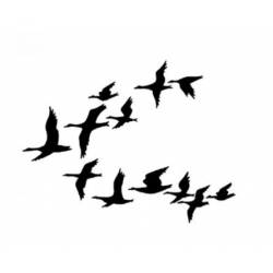Tampon Clear - Lavinia - Canards - Ducks