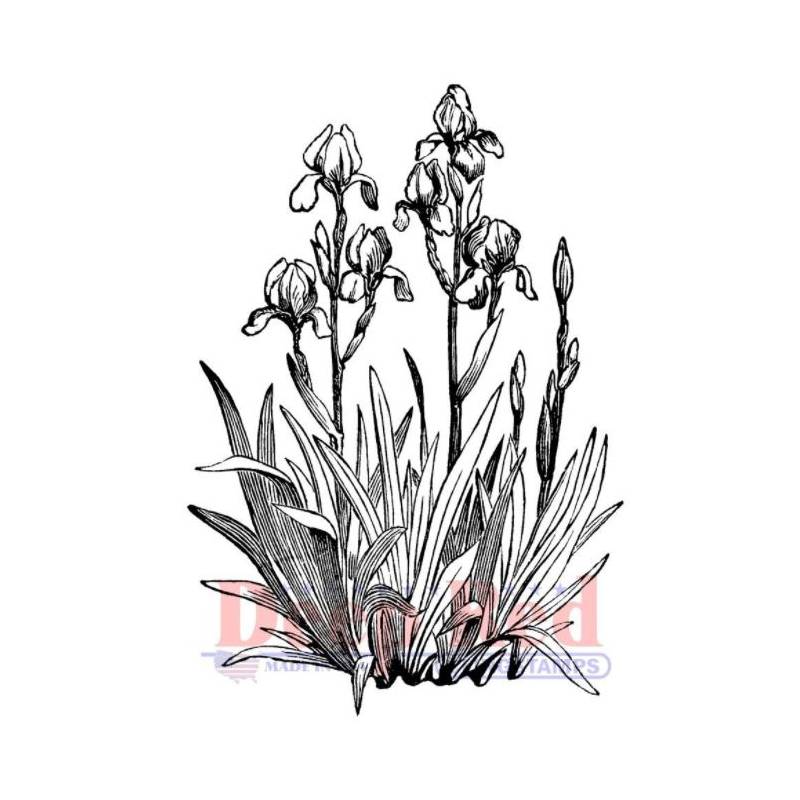 Tampon - Deep Red - Iris in bloom