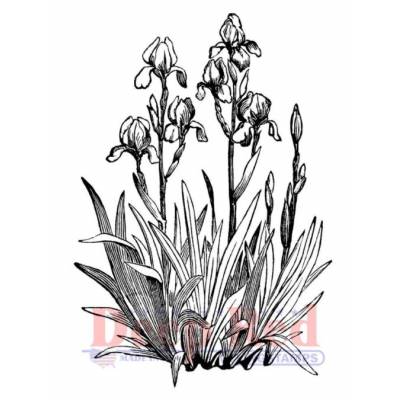 Tampon - Deep Red - Iris in bloom