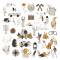 Die Cuts Calques - Nude & Wild