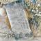 Tampons Clear - Maisons coquillages - Chou & Flowers