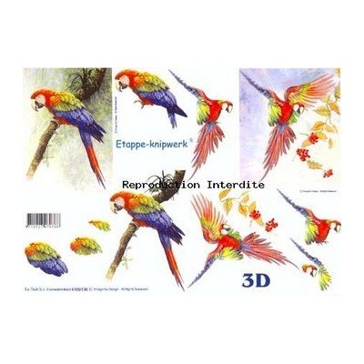 Image Carterie 3D - Perroquets multicolores