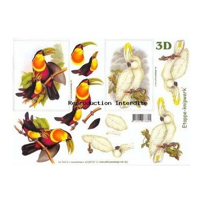 Image Carterie 3D - Toucan & Cacatoes